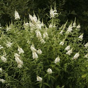 INSPIRED WHITE™ BUTTERFLY BUSH